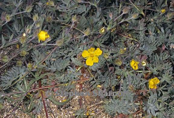 potentilla breweri 2 graphic